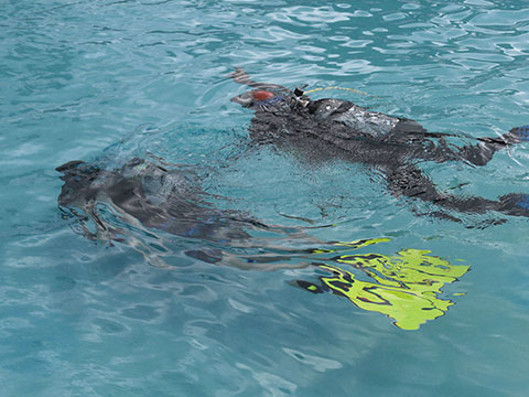 Under Pressure Tauchen im Attersee Schnuppertauchen